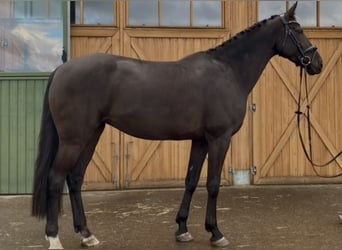 Rhinelander, Mare, 8 years, 16.1 hh, Black