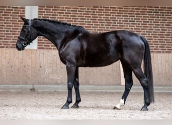 Rhinelander, Mare, 8 years, 16.1 hh, Black