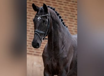 Rhinelander, Mare, 8 years, 16.1 hh, Black