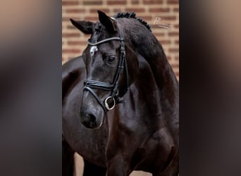 Rhinelander, Mare, 8 years, 16.1 hh, Black