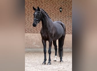 Rhinelander, Mare, 8 years, 16.1 hh, Black