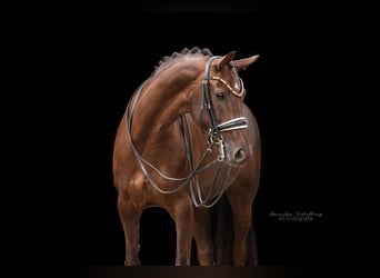 Rhinelander, Mare, 8 years, 16.1 hh, Chestnut