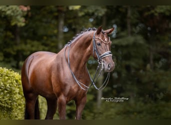 Rhinelander, Mare, 8 years, 16.1 hh, Chestnut