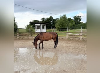 Rhinelander, Mare, 8 years, 16 hh, Bay-Dark