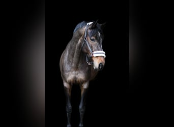 Rhinelander, Mare, 8 years, 16 hh, Brown