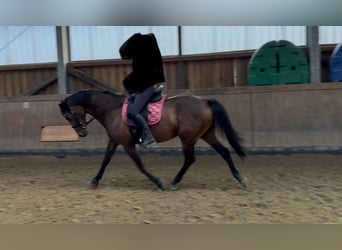Rhinelander, Mare, 8 years, 16 hh, Brown