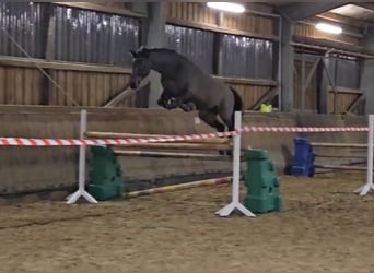 Rhinelander, Mare, 8 years, 16 hh, Brown