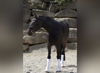 Rhinelander, Mare, 8 years, 16,1 hh, Bay-Dark