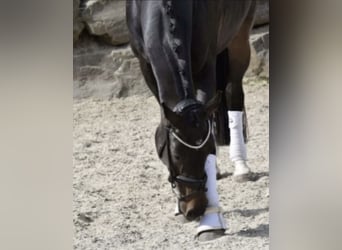 Rhinelander, Mare, 8 years, 16,2 hh, Smoky-Black