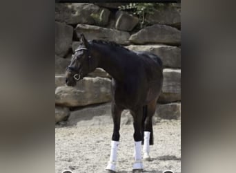 Rhinelander, Mare, 8 years, 16,2 hh, Smoky-Black