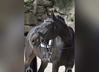Rhinelander, Mare, 8 years, 16,2 hh, Smoky-Black
