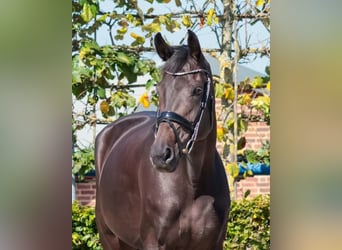 Rhinelander, Mare, 8 years, 16,3 hh, Bay-Dark