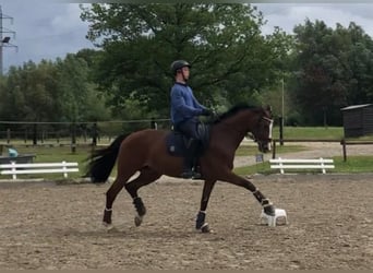 Rhinelander, Mare, 9 years, 16,1 hh, Brown