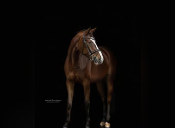 Rhinelander, Mare, 9 years, 16.1 hh, Chestnut