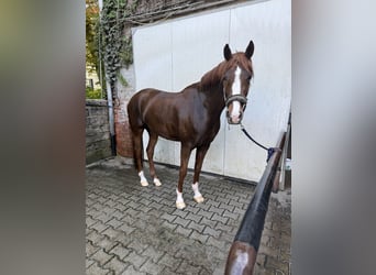 Rhinelander, Mare, 9 years, 16.1 hh, Chestnut-Red