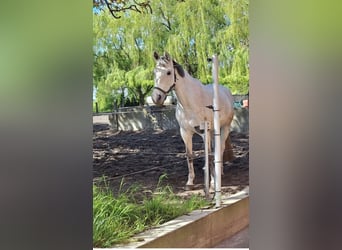 Rhinelander, Mare, 9 years, 16,1 hh, Gray