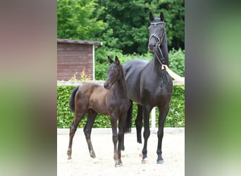 Rhinelander, Mare, 9 years, 16,3 hh, Black