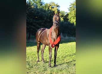 Rheinländer, Stute, 9 Jahre, 16,3 hh, Rappe