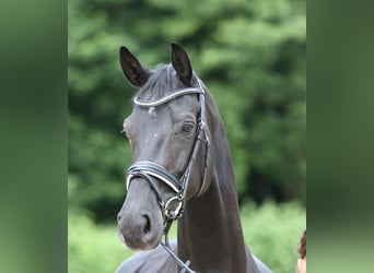 Rheinländer, Stute, 9 Jahre, 16,3 hh, Rappe