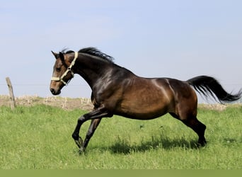 Rhinelander, Mare, 9 years, 16 hh, Bay-Dark