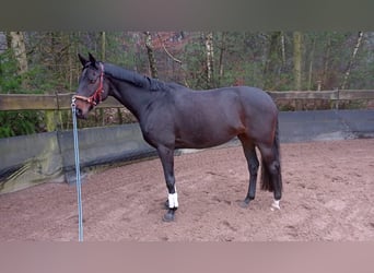 Rhinelander, Mare, 9 years, 16 hh, Bay-Dark