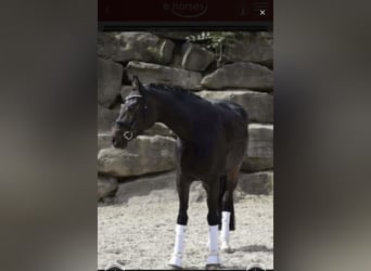 Rhinelander, Mare, 9 years, 16,2 hh