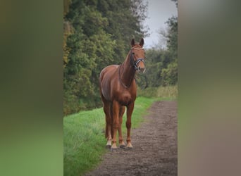 Rhinelander, Mare, 9 years, 17 hh, Chestnut-Red