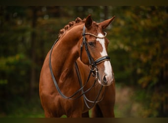 Rheinländer, Stute, 9 Jahre, 17 hh, Fuchs