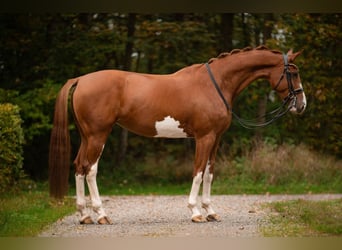 Rheinländer, Stute, 9 Jahre, 17 hh, Fuchs