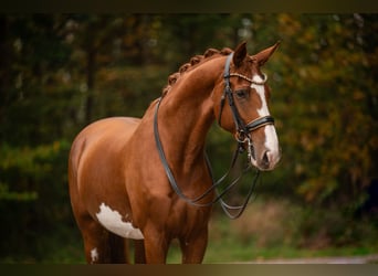 Rheinländer, Stute, 9 Jahre, 17 hh, Fuchs