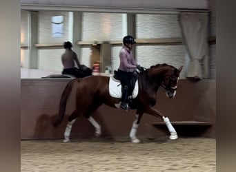 Rheinländer, Stute, 9 Jahre, 17 hh, Fuchs