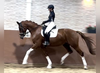 Rheinländer, Stute, 9 Jahre, 17 hh, Fuchs