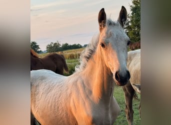 Rhinelander, Mare, Foal (04/2025), 14,3 hh, Buckskin