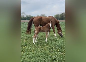 Rhinelander, Mare, , 16.3 hh, Chestnut-Red