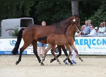 Rhinelander, Mare, Foal (05/2025), 16,1 hh, Brown