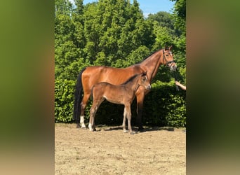 Rhinelander, Mare, Foal (03/2025), 16,2 hh, Brown