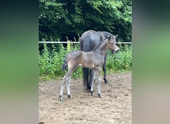 Rhinelander, Mare, Foal (05/2024), Bay-Dark