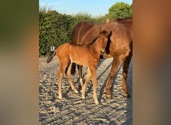 Rhinelander, Mare, Foal (04/2025)