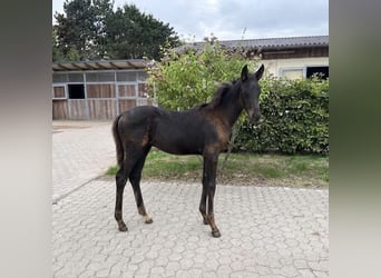 Rhinelander, Mare, Foal (05/2026), Smoky-Black