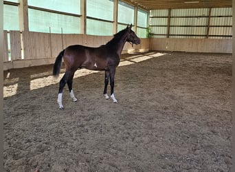 Rhinelander, Stallion, 1 year, 15 hh, Bay-Dark