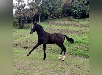 Rhinelander, Stallion, 1 year, 16 hh, Brown