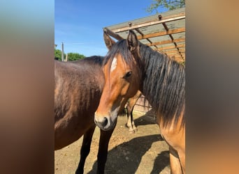 Rhinelander, Stallion, 2 years, 13,3 hh, Buckskin