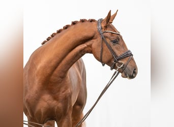Rhinelander, Stallion, 2 years, Chestnut
