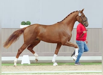 Rhinelander, Stallion, 2 years, Chestnut