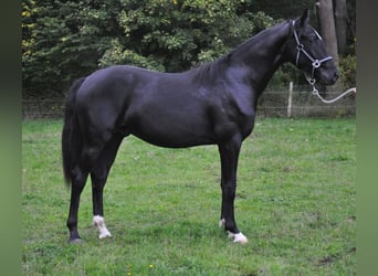 Rhinelander, Stallion, 3 years, Black
