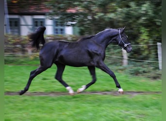 Rhinelander, Stallion, 3 years, Black