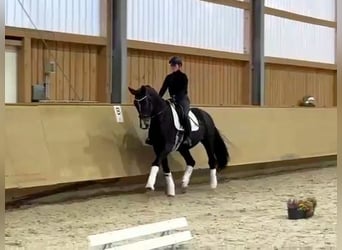 Rhinelander, Stallion, 4 years, 17.1 hh, Bay-Dark