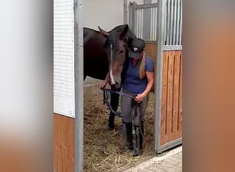 Rhinelander, Stallion, 4 years, 17.1 hh, Bay-Dark Rhinelander, Stallion, 4 years, 17.1 hh, Bay-Dark