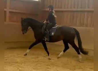 Rhinelander, Stallion, 4 years, 17.1 hh, Bay-Dark Rhinelander, Stallion, 4 years, 17.1 hh, Bay-Dark