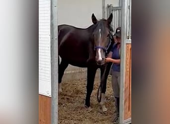 Rhinelander, Stallion, 4 years, 17.1 hh, Bay-Dark Rhinelander, Stallion, 4 years, 17.1 hh, Bay-Dark